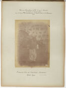 Wood carrier of Diarbekir. (Kurdistan)